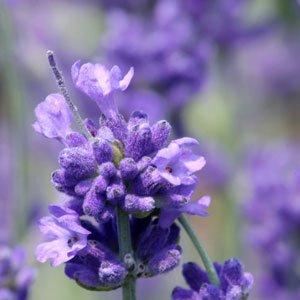 Lavender Fragrance Perfume